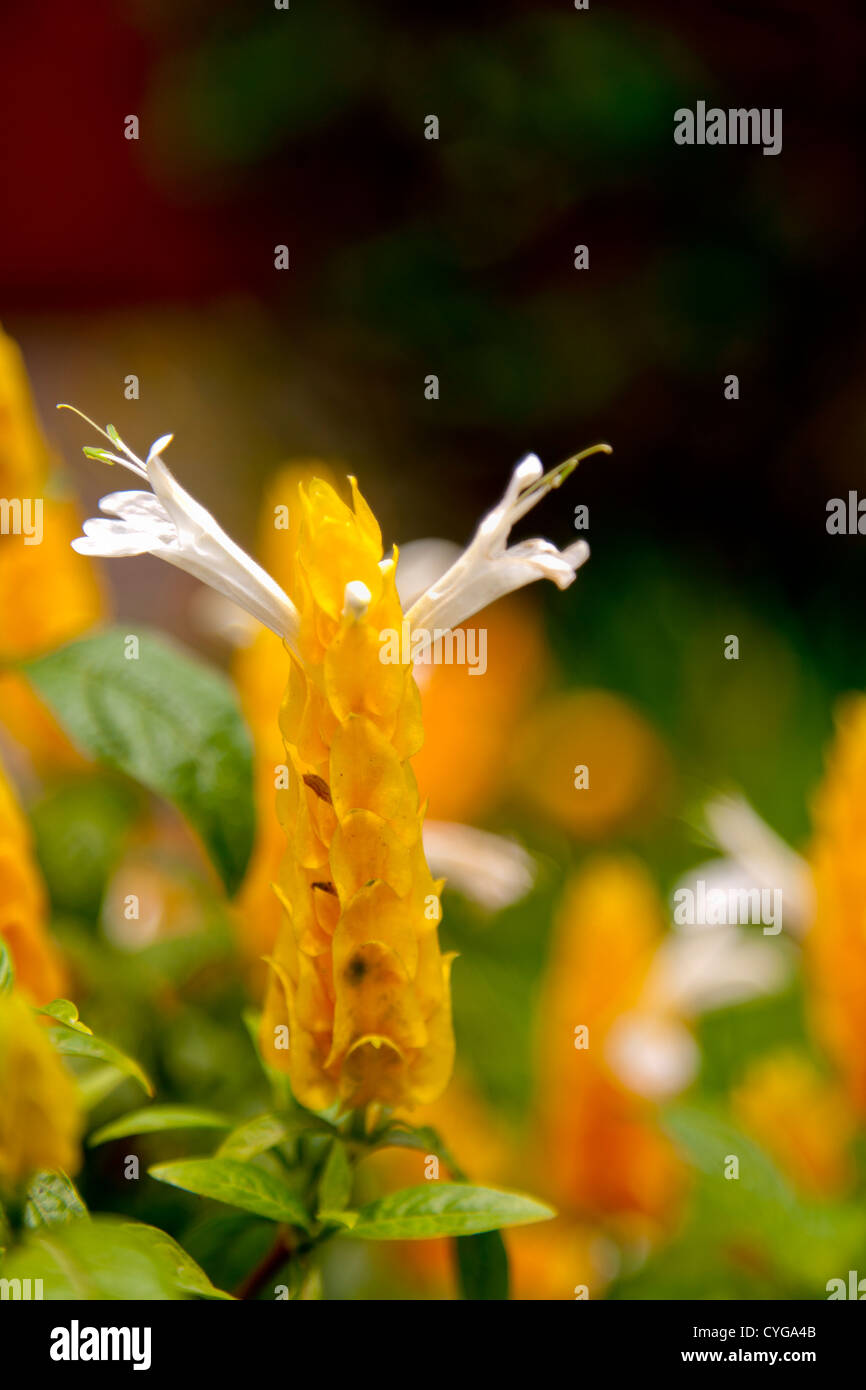 Strano fiore tropicale in Guatemala Foto Stock