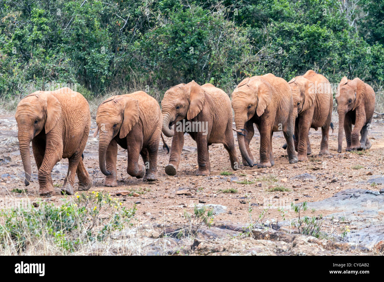 gli elefanti marzo Foto Stock