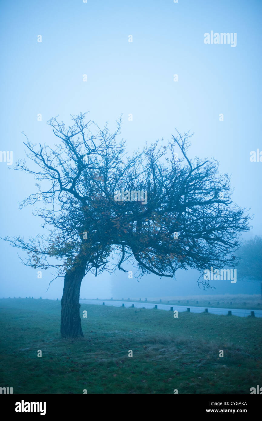 Misty autunno alba a Richmond Park Foto Stock