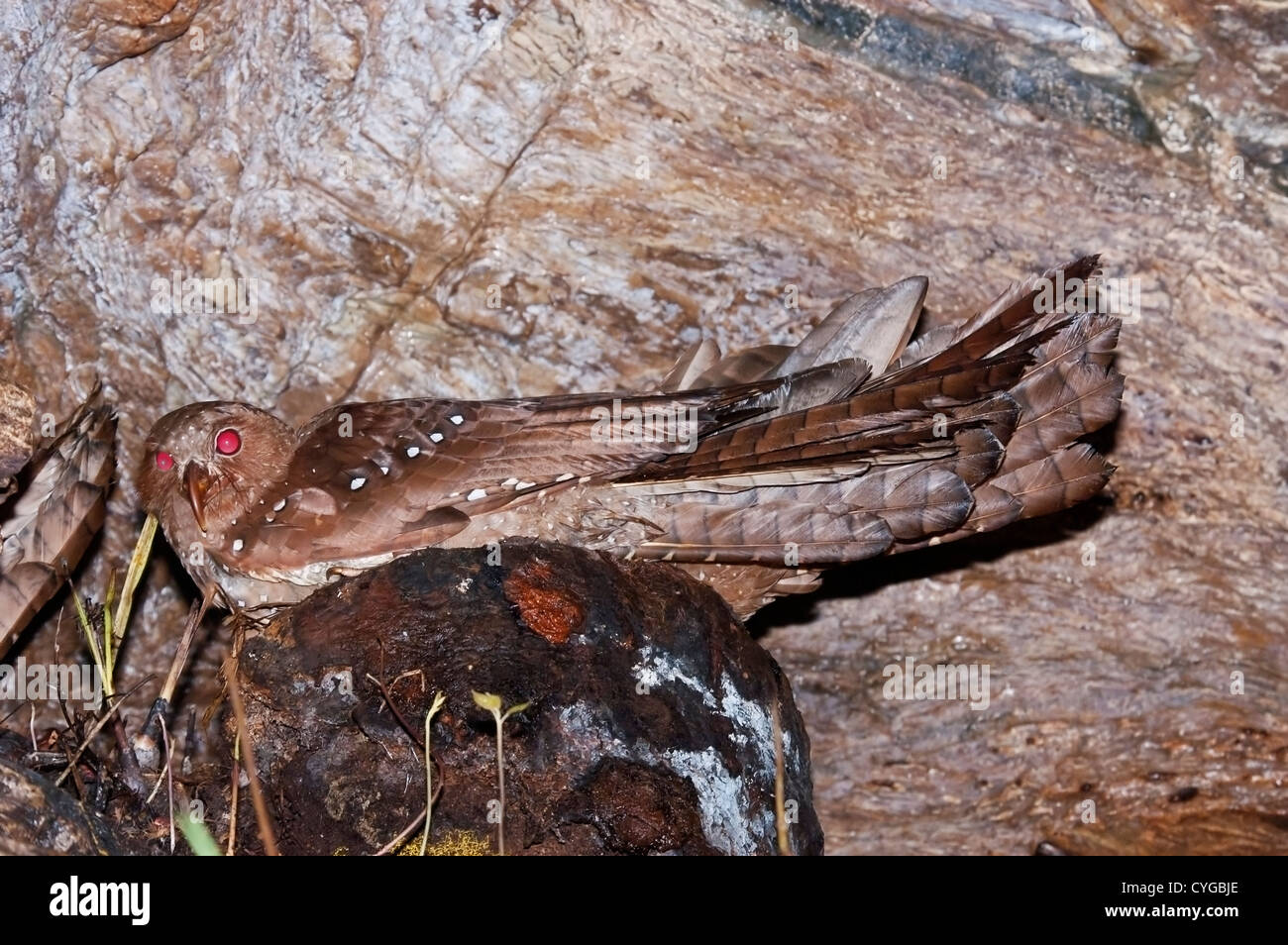 Oilbird (Steatornis caripensis) adulto seduto sul nido in grotta in Asa Wright centre, Trinidad, dei Caraibi Foto Stock