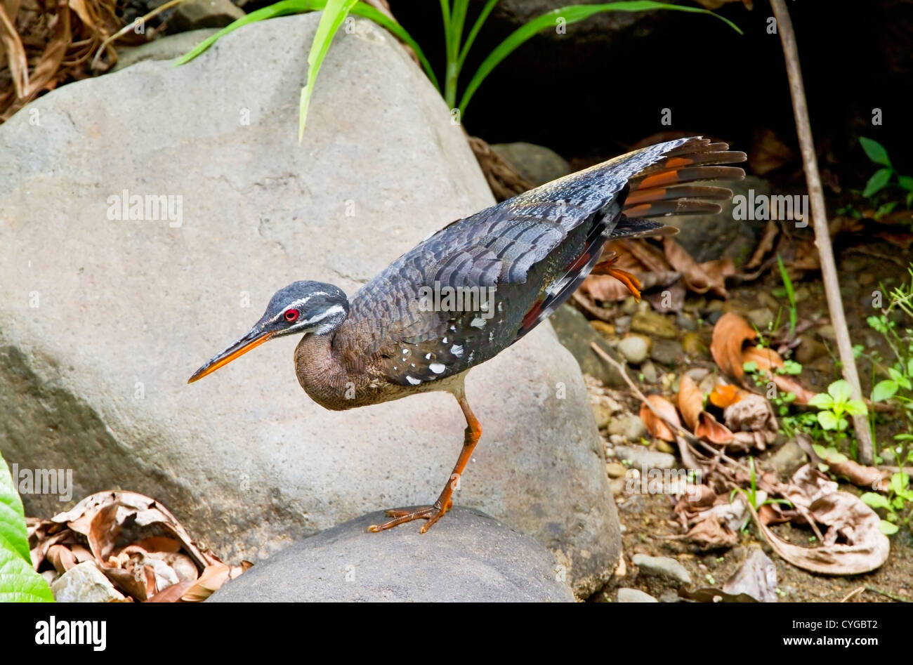 Sunbittern (Eurypyga helias) adulto in piedi sulle rocce in equilibrio su una gamba e stirando la sua ala nella giungla in Costa Rica, America centrale Foto Stock