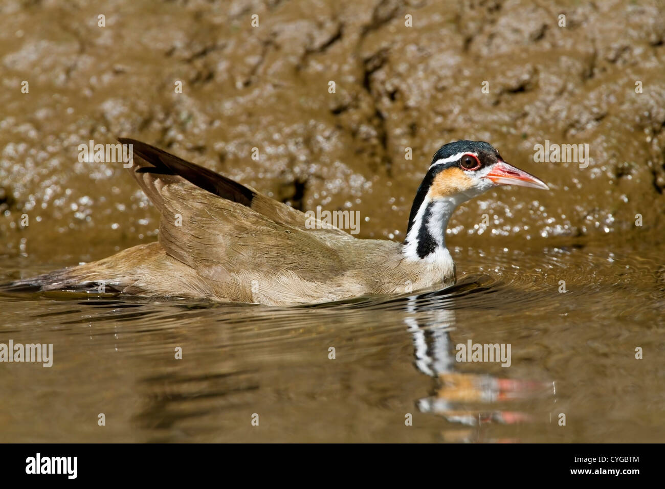 Sungrebe (Heliornis fulica) piscina per adulti su acqua sul fiume, Costa Rica, America centrale Foto Stock