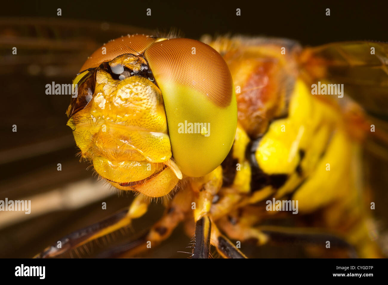 Libellula Foto Stock