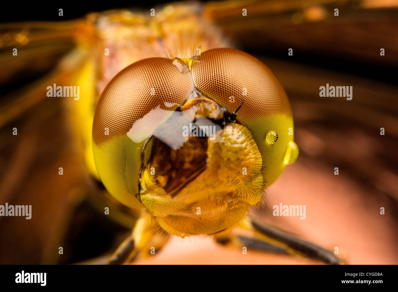 Libellula Foto Stock