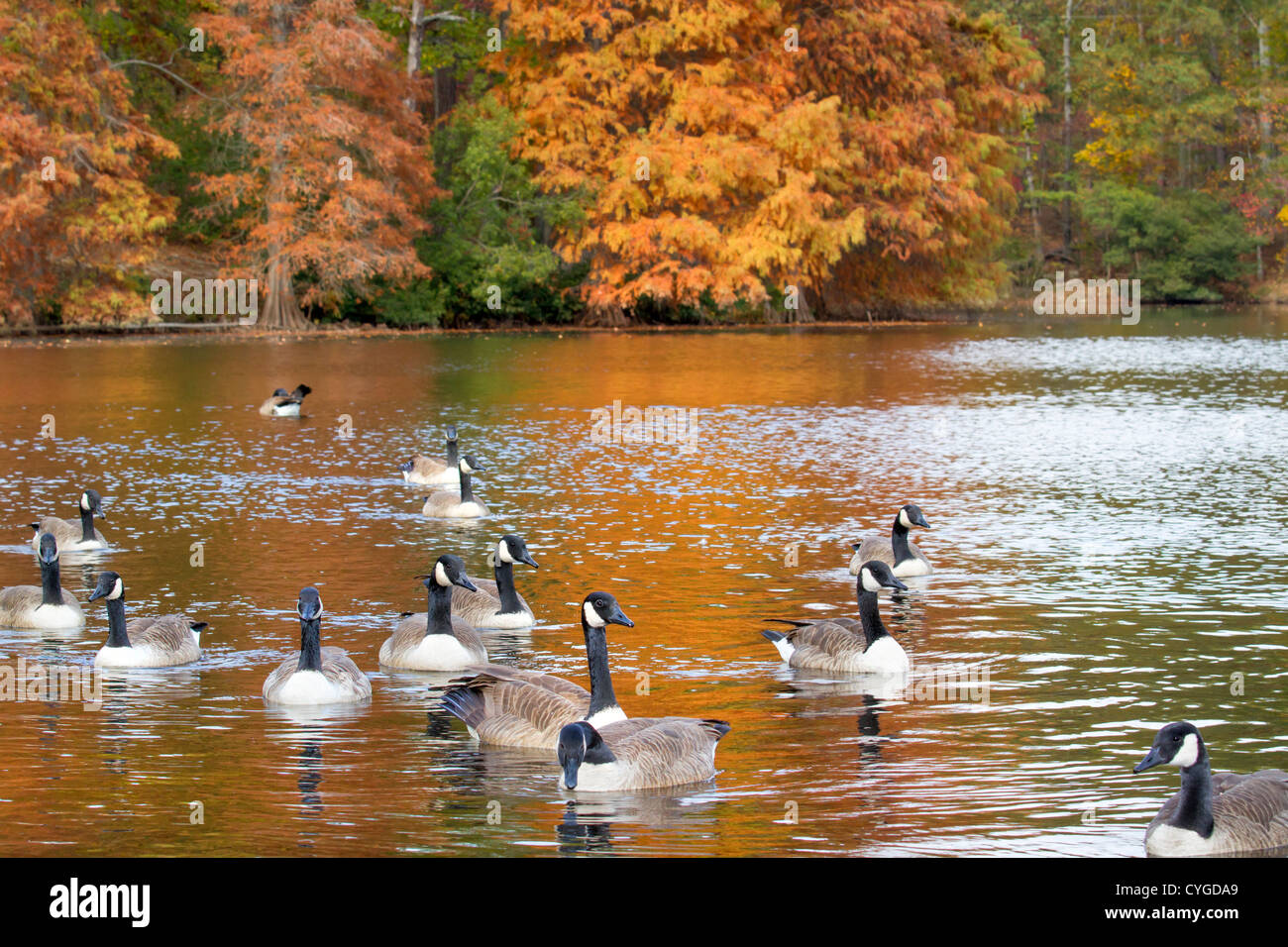 Oche del Canada (Branta canadensis) su un lago durante la caduta, con riflessione di arancio foglie nell'acqua (Georgia, USA). Foto Stock