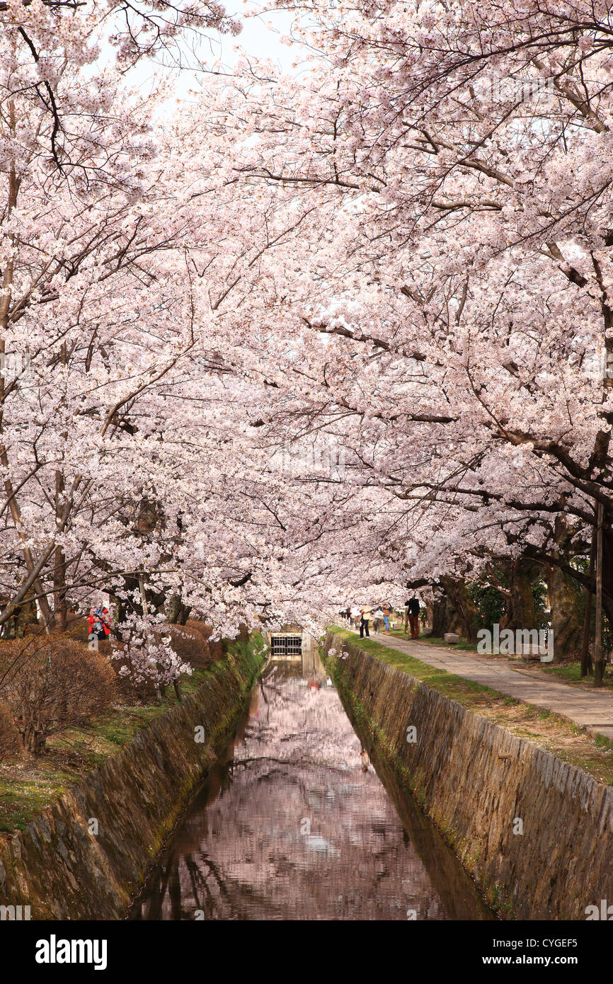 Percorso della filosofia circondato da ciliegi fioriti in Kyoto Foto Stock