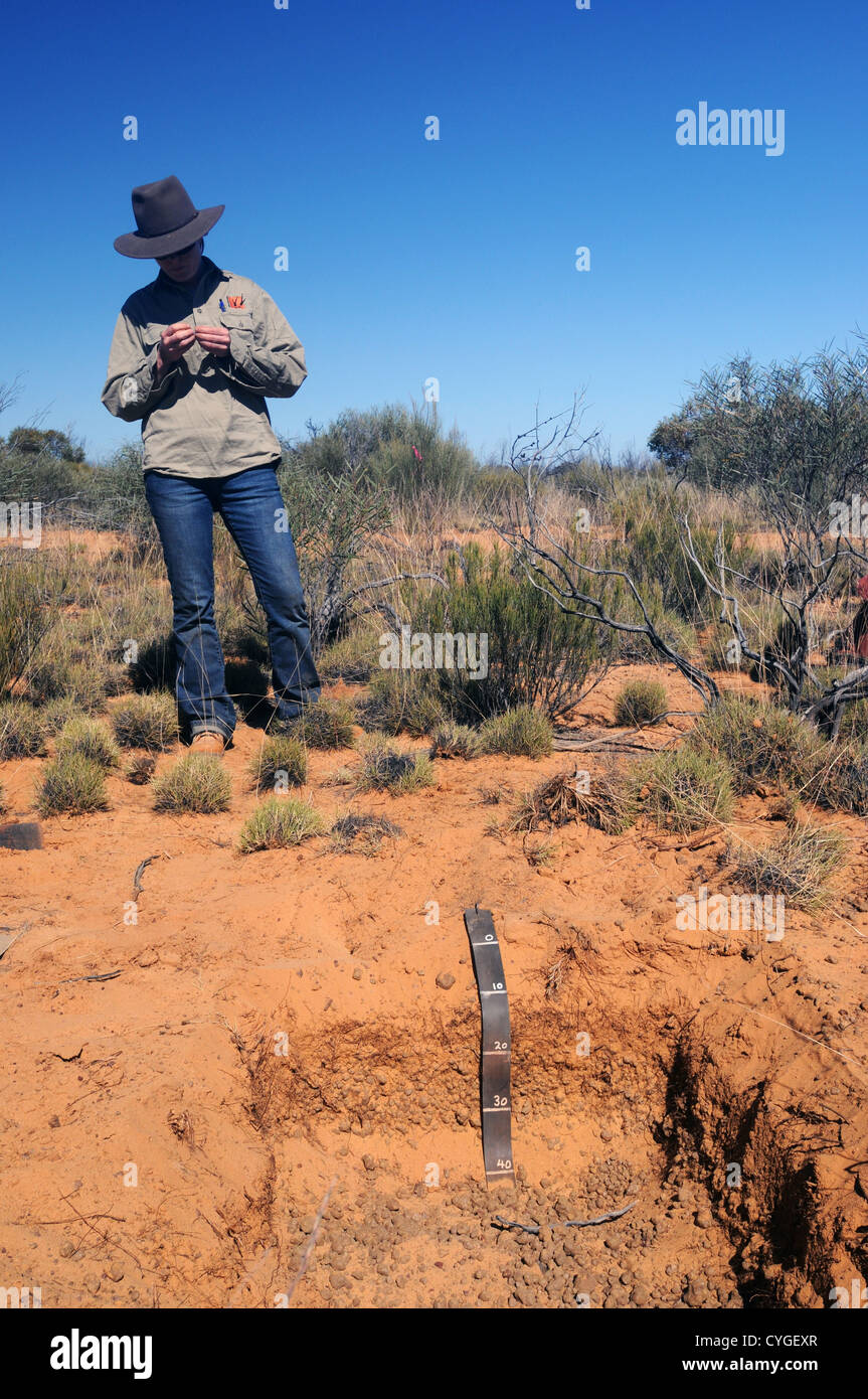 Ecologista con la campionatura del suolo pit tra spinifex europee, Stazione del Credo, Western Australia. No signor Foto Stock