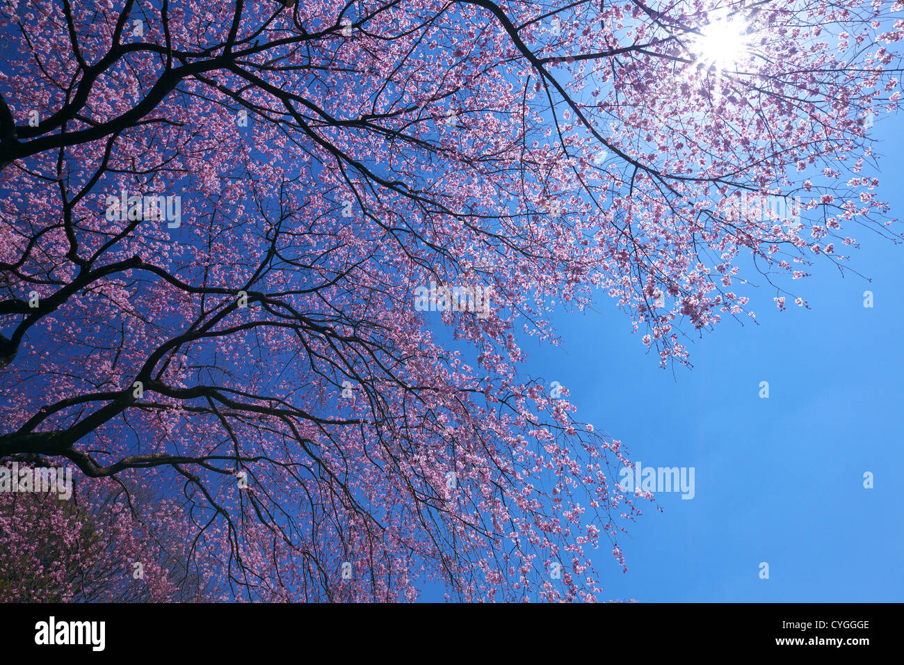 Fiori di Ciliegio e il blu del cielo Foto Stock