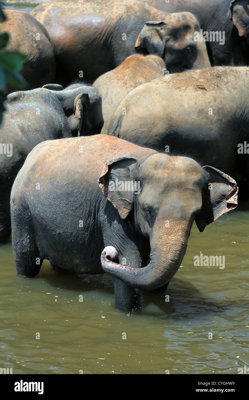 Bagno degli elefanti in un fiume a Pinnawala l'Orfanotrofio degli Elefanti in Sri Lanka. Foto Stock