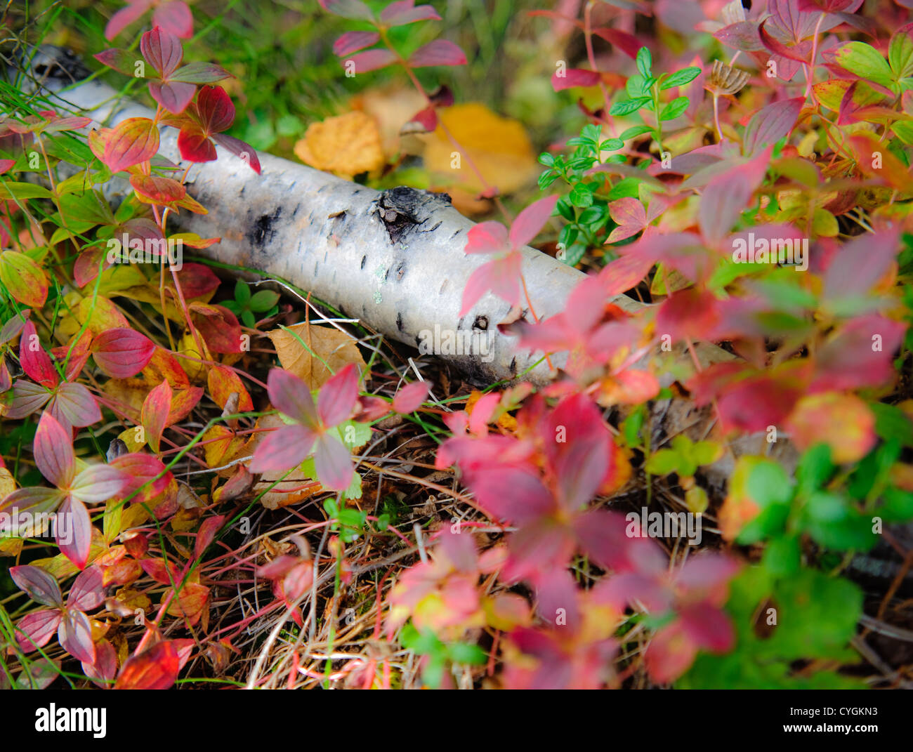 Betulla Moldering deporre sul letto di colori della natura. Foto Stock