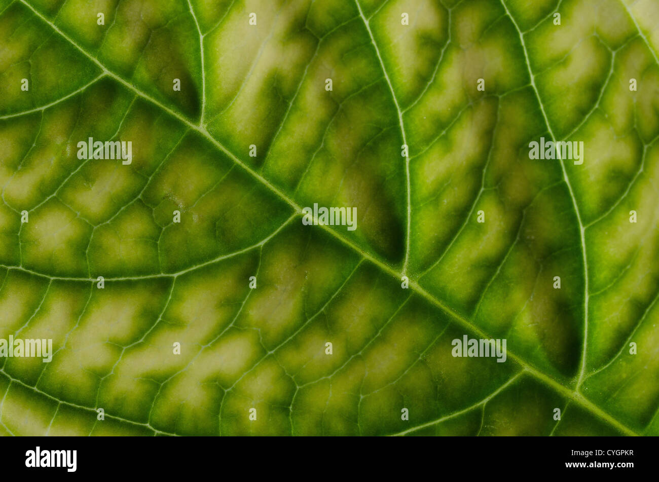Grande verde multicolore hydrangea giapponese leaf contrasto contro le belle foglie interne struttura vena di nervatura Foto Stock