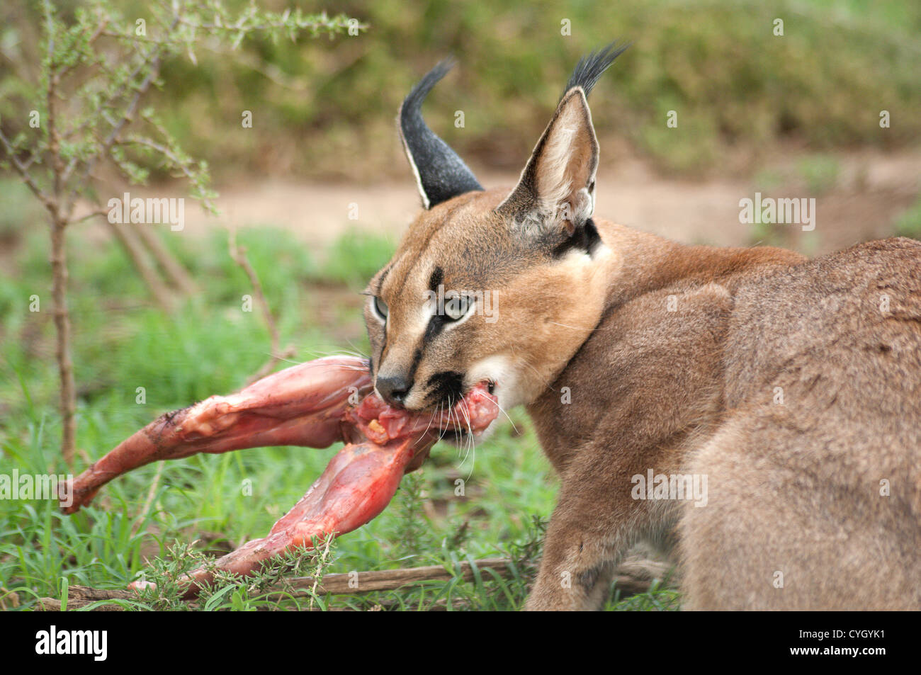 Il gatto selvatico alimentazione sulla carne Foto Stock