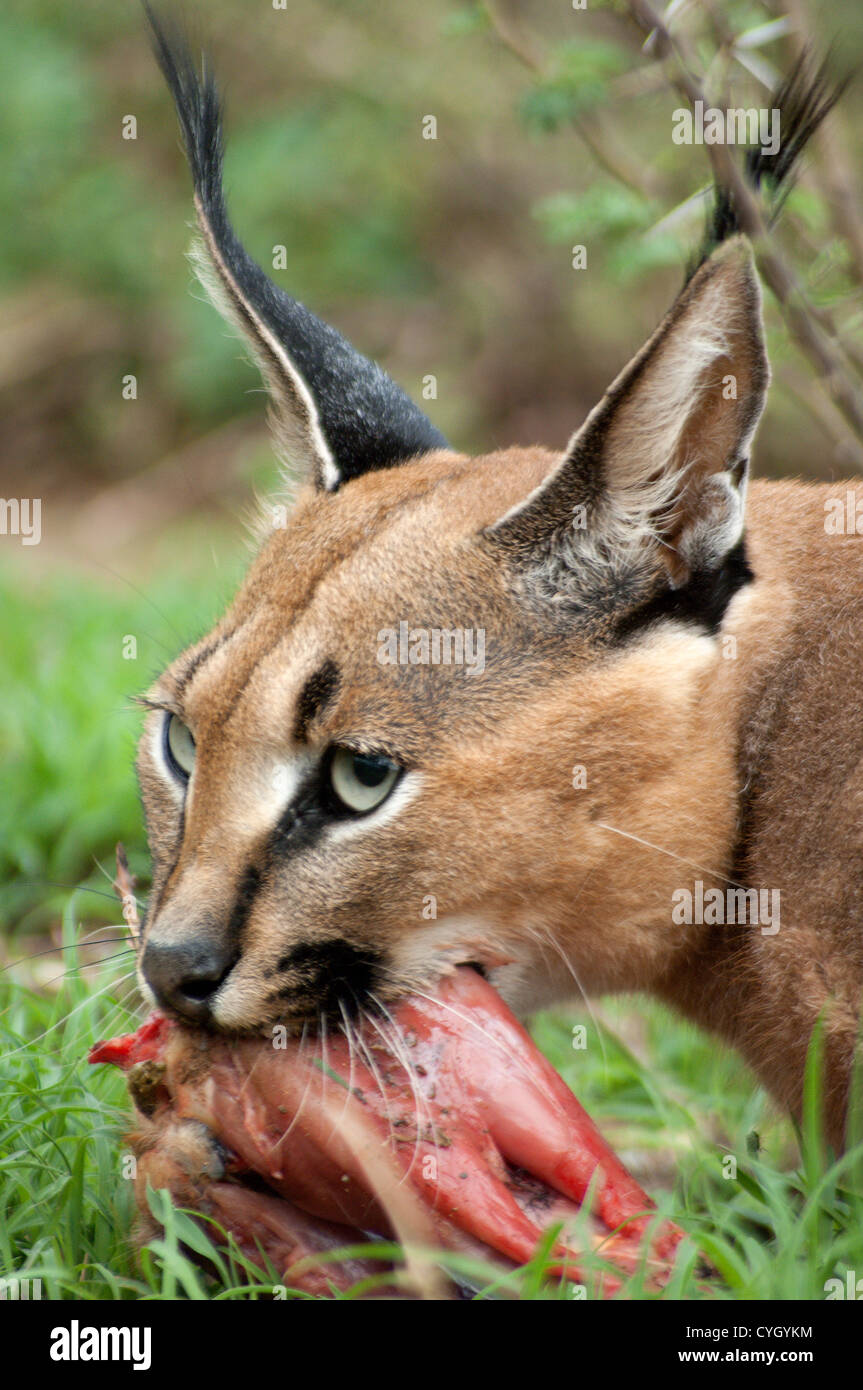 Il gatto selvatico alimentazione sulla carne Foto Stock