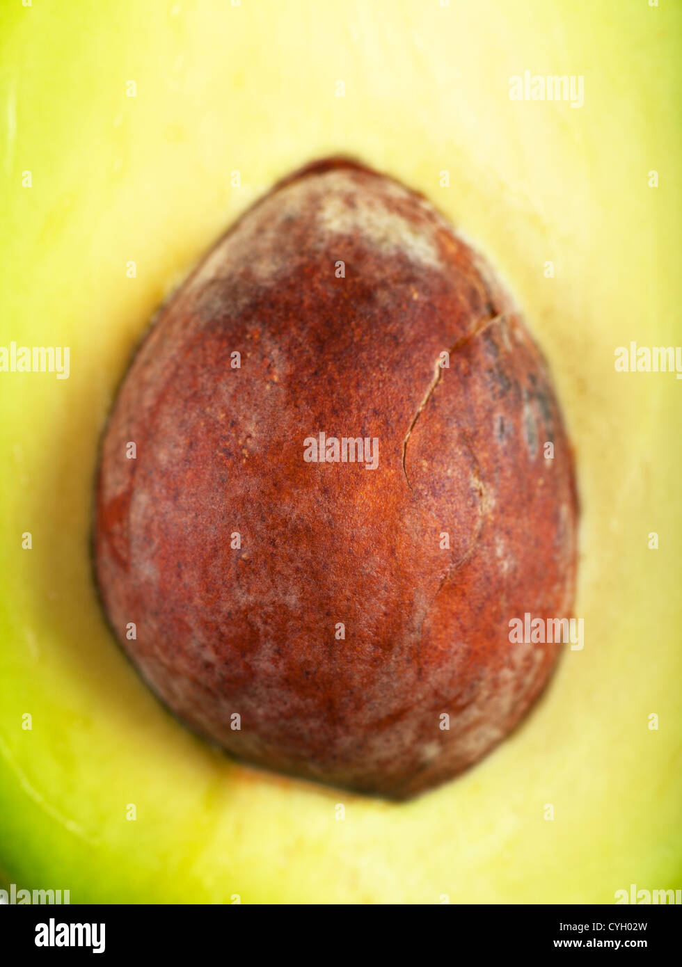 Vista macro del nucleo di avocado fresco Foto Stock