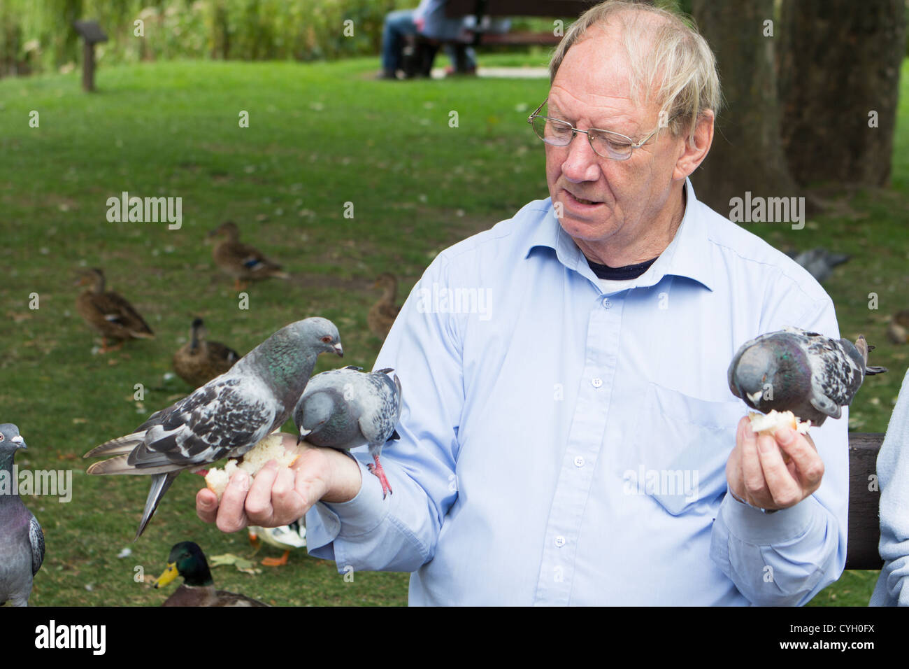 Alimentazione Shopper Piccioni Salisbury England Regno Unito Foto Stock