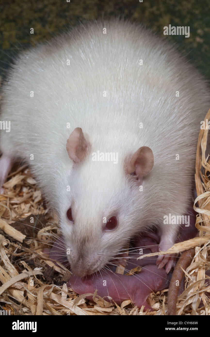 Domestico (di ratto Rattus norvegicus). Femmina adulta ridisporre i giovani nel nido. Foto Stock