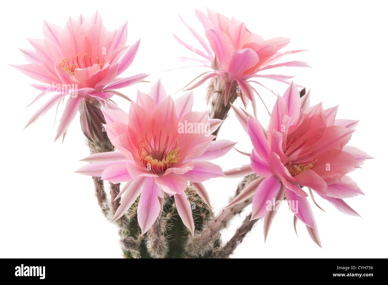 Echinopsis 'Ishtar' Foto Stock