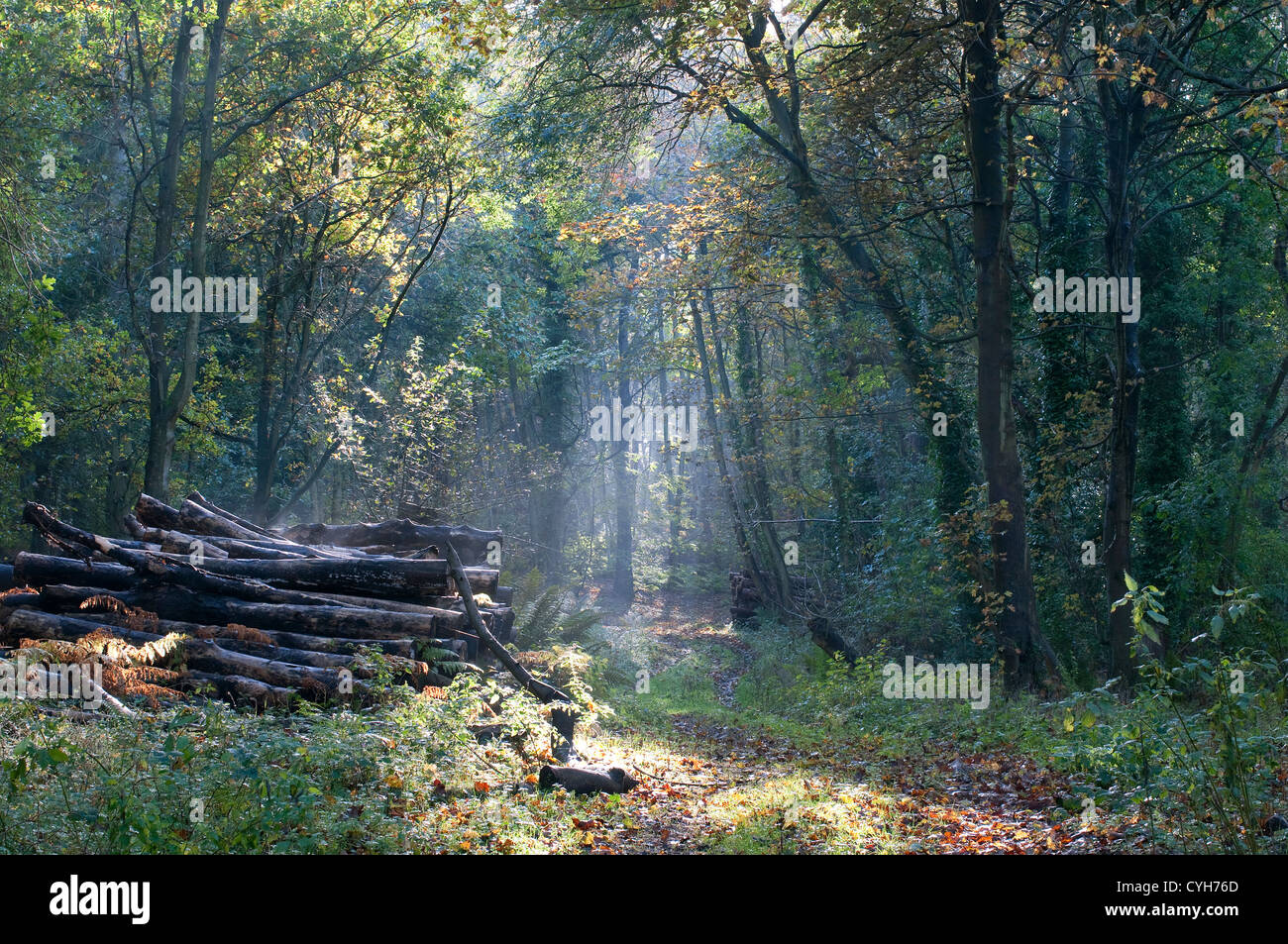 Bosco autunnale in Sheringham Park, North Norfolk, Inghilterra Foto Stock