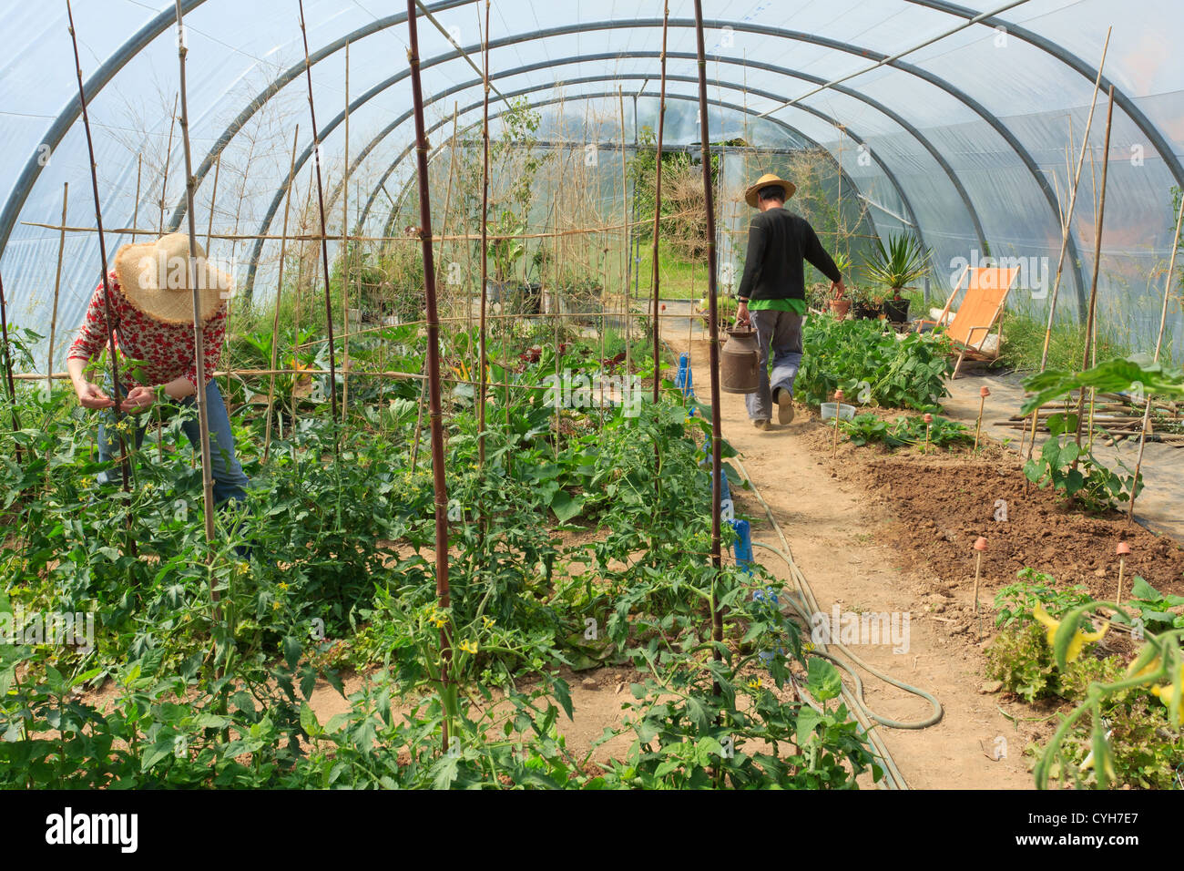 Giardinieri in un orto e una serra, irrigazione e pomodori di palissonatura // Jardiniers dans un potager amatoriale sous tunelle Foto Stock