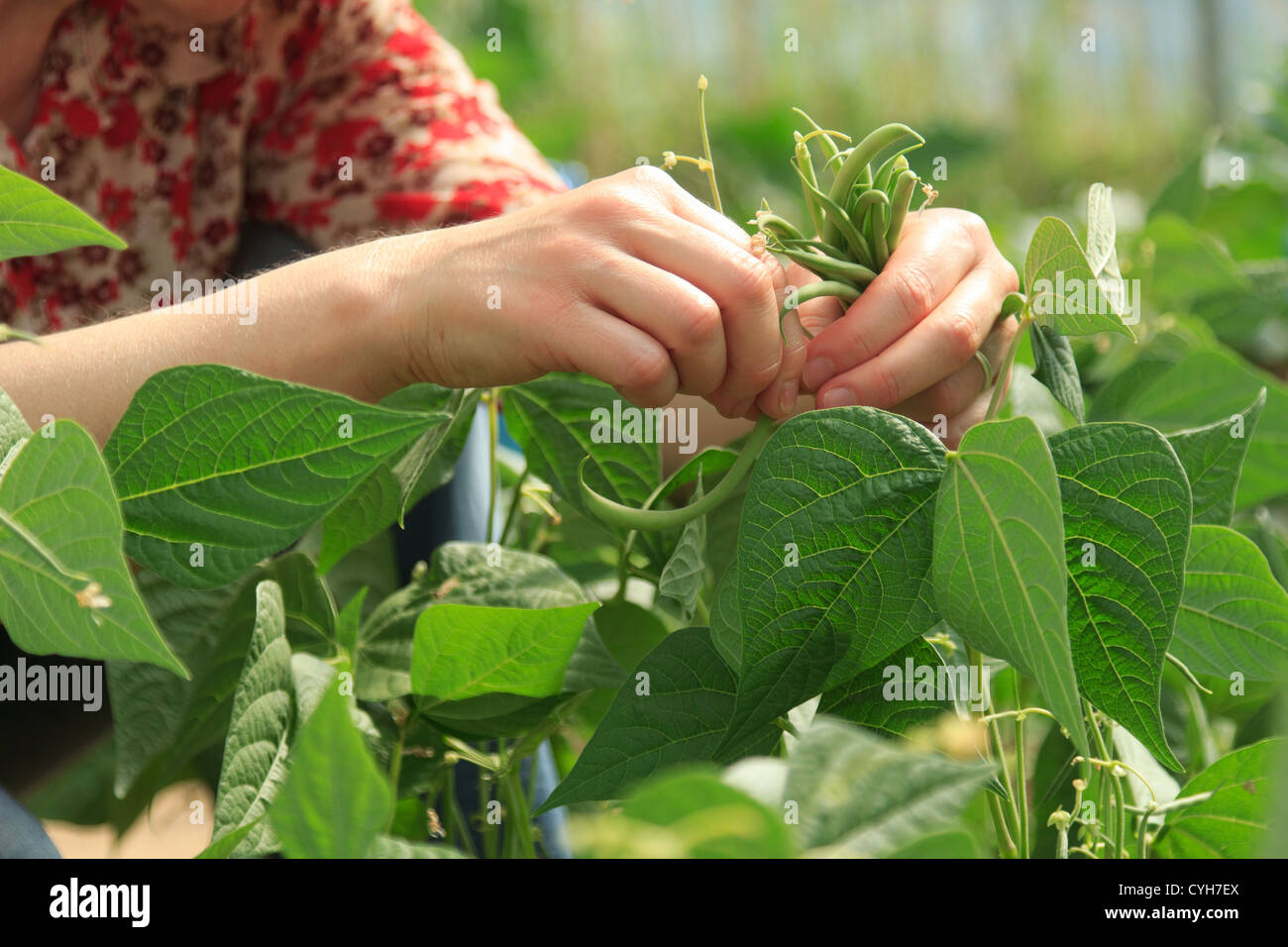 Piking di fagioli verdi 'Oxinel' sotto una serra // Cueillette de haricots verts nains 'Oxinel' Foto Stock