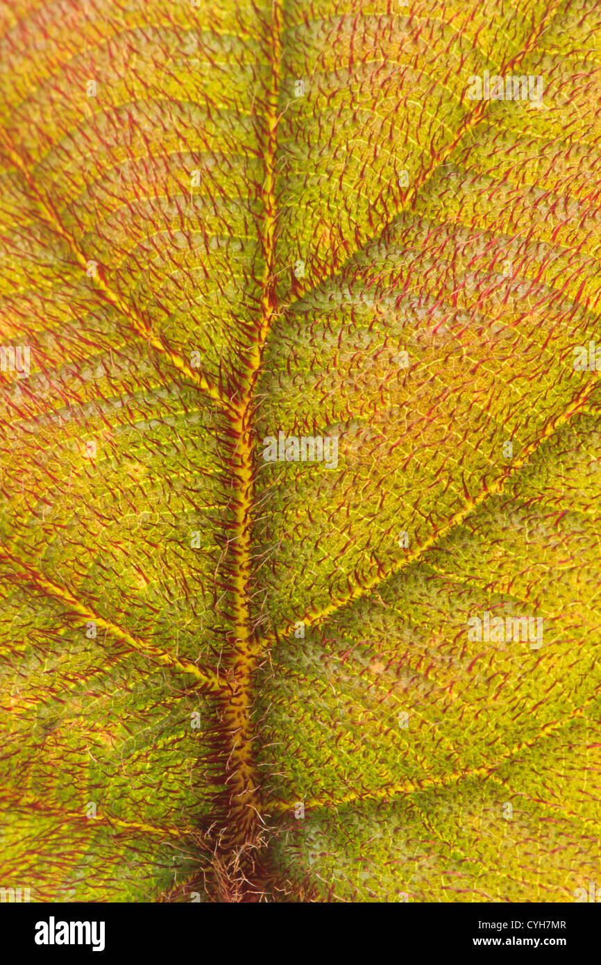 Actinidia deliciosa = A. chinensis jeune"feuille // Actinidia deliciosa = A. chinensis, close-up di un giovane foglia Foto Stock