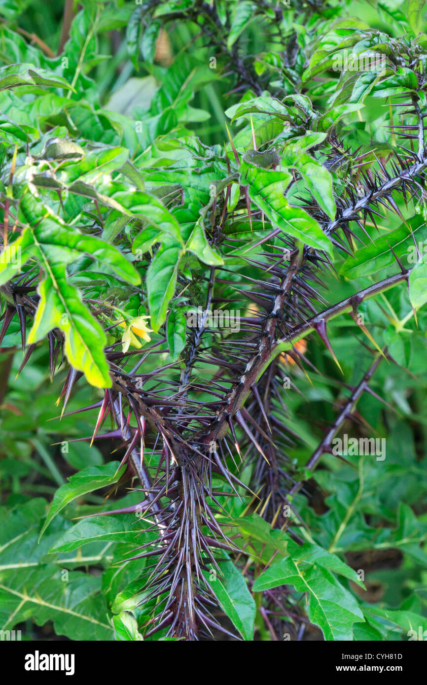Solanum atropurpureum, malizia, Viola Diavolo o impianto di rapide. Foto Stock