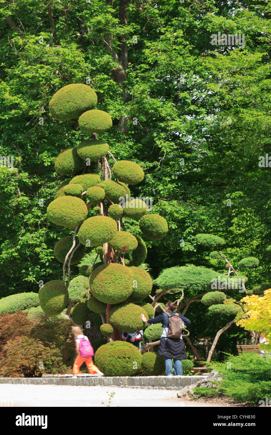Il ginepro potato in sfere, Francia, Parc Floral de la Source // Francia, Parc Floral de la Source Genévrier taillé en nuages Foto Stock