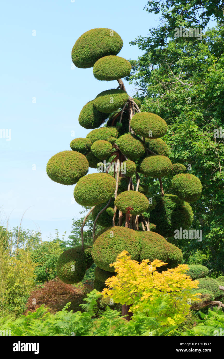 Il ginepro potato in sfere, Francia, Parc Floral de la Source // Francia, Parc Floral de la Source Genévrier taillé en nuages Foto Stock