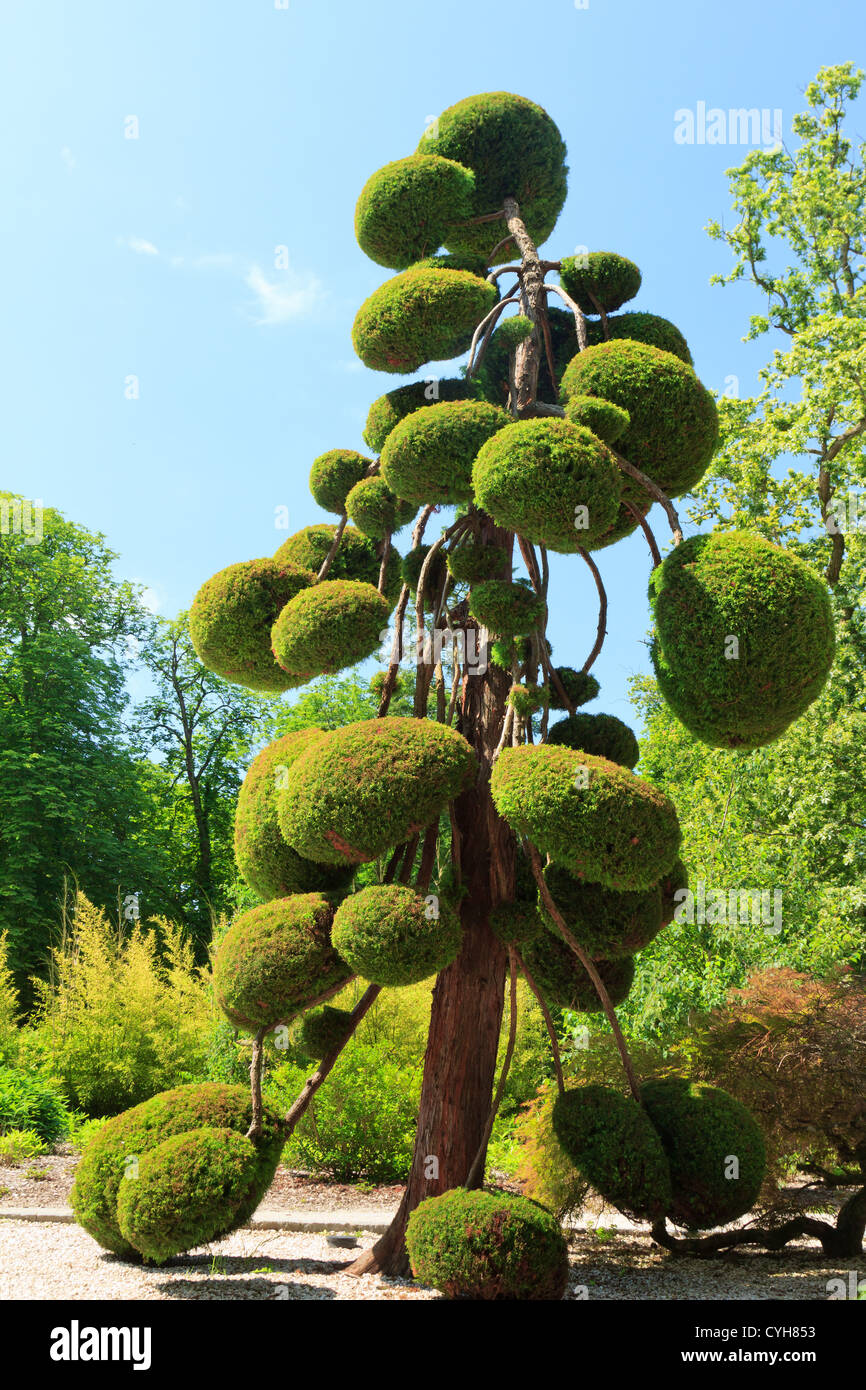 Il ginepro potato in sfere, Francia, Parc Floral de la Source // Francia, Parc Floral de la Source Genévrier taillé en nuages Foto Stock