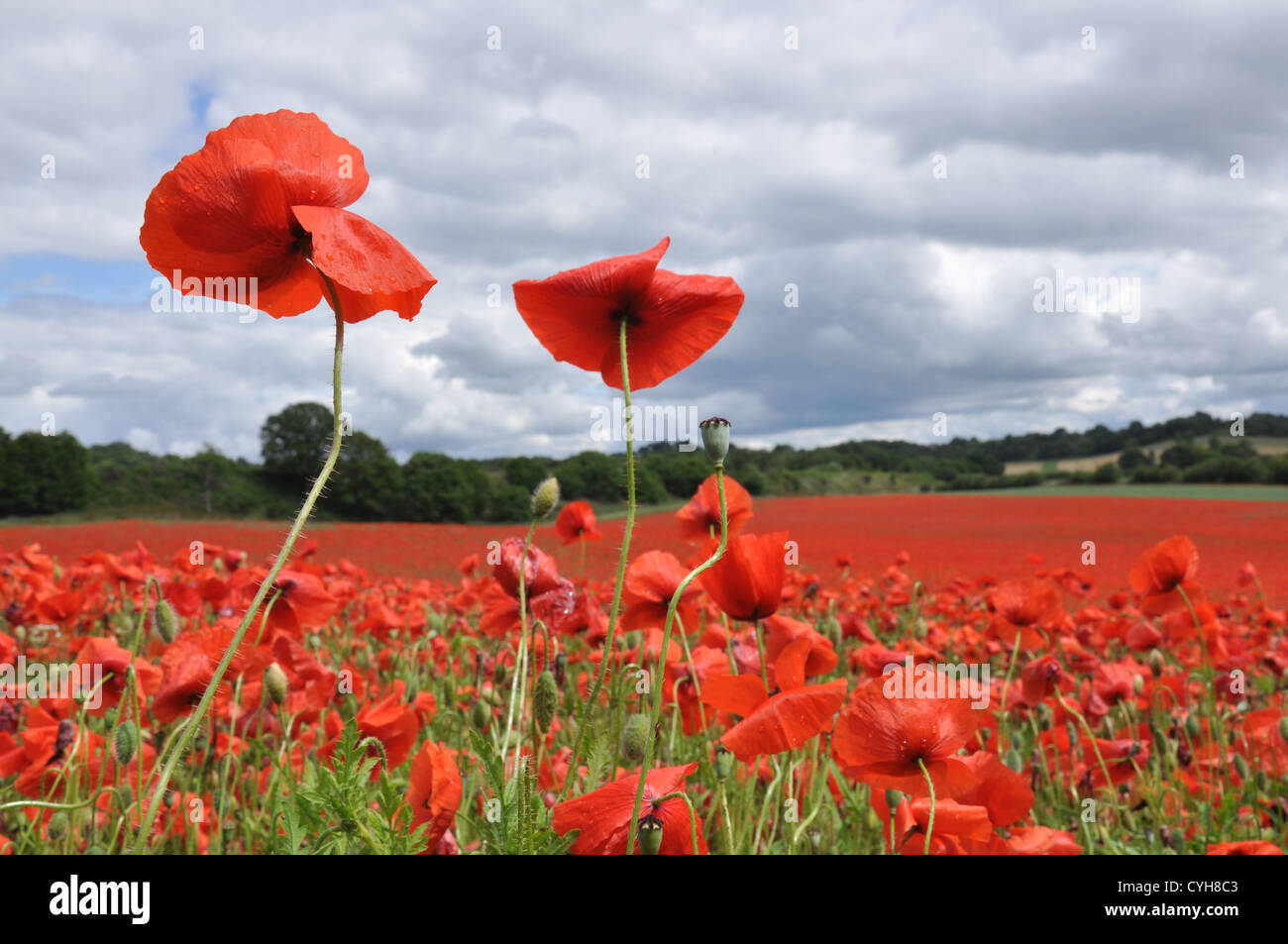 Due papaveri stand orgoglioso in un inglese un campo di papavero Foto Stock