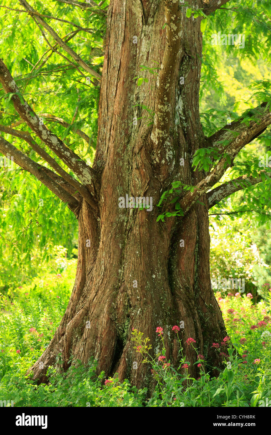 Tronco di dawn redwood (Metasequoia glyptostroboides) // Séquoïa de Chine (Metasequoia glyptostroboides), base du tronc Foto Stock