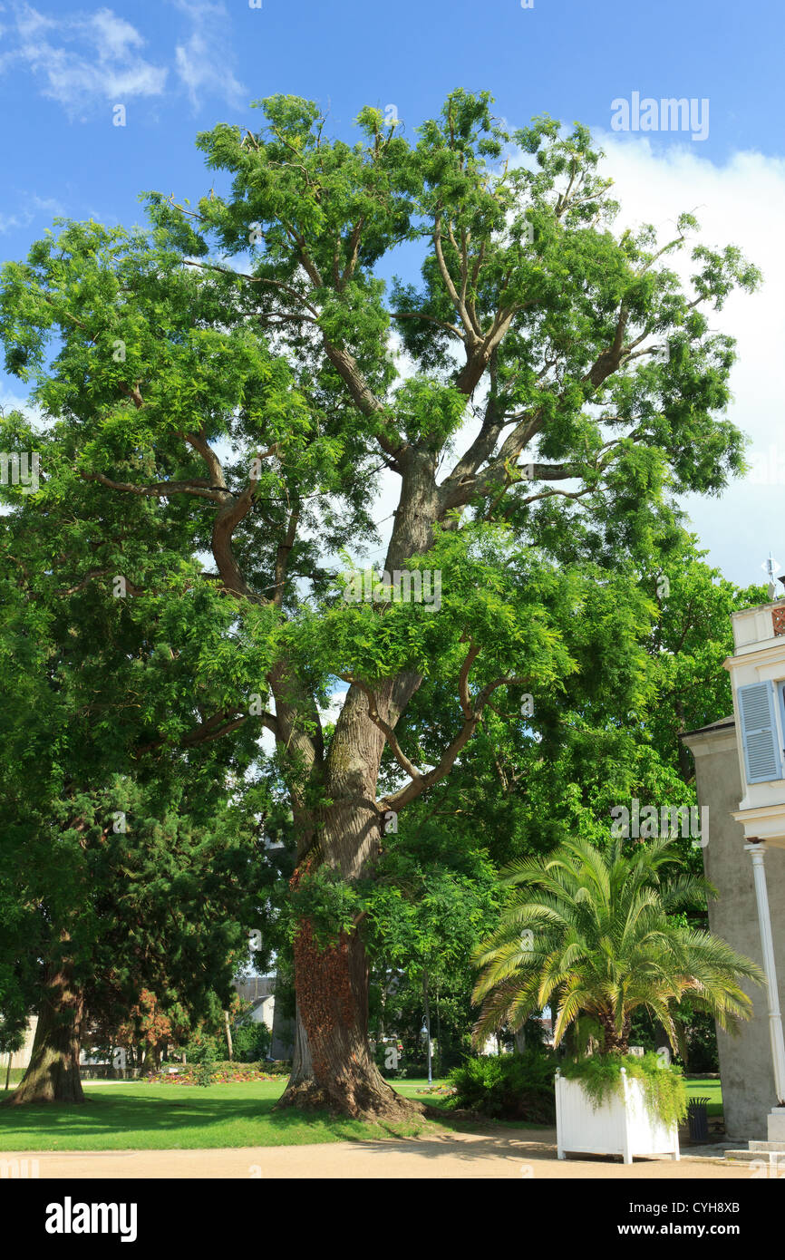 Sophora Japonica o pagoda giapponese albero, Francia, Châteauneuf-sur-Loire nel parco del castello // Sophora Japonica, Châteauneuf-sur-Loire, Francia Foto Stock