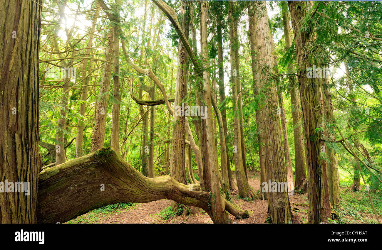 Francia, Arbofolia, old Thuja plicata o Western Redcedar con 80 trunk (extanding da marcottage naturale) Foto Stock