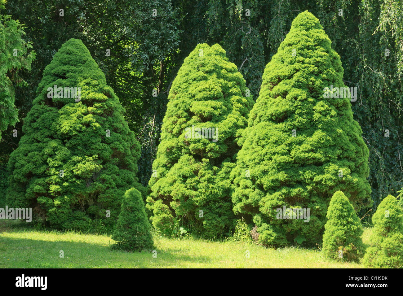 Alberta abete bianco 'Conica', Picea glauca var. albertiana " Conica' (Arbofolia, Francia) Foto Stock