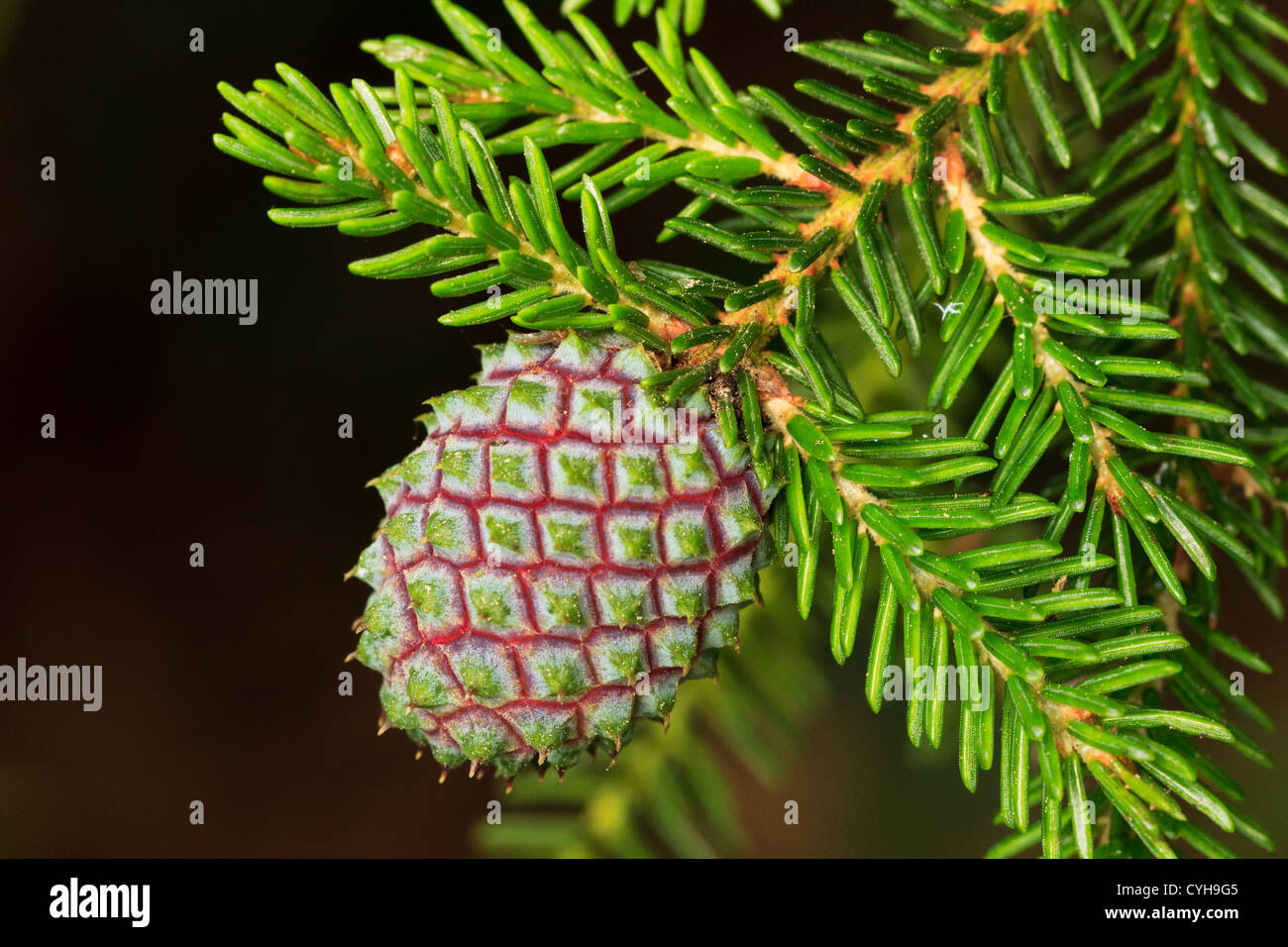 Cono di abete del Caucaso o Oriental Abete (Picea orientalis) // Cône femelle d'épicéa d'Orient, Picea orientalis Foto Stock