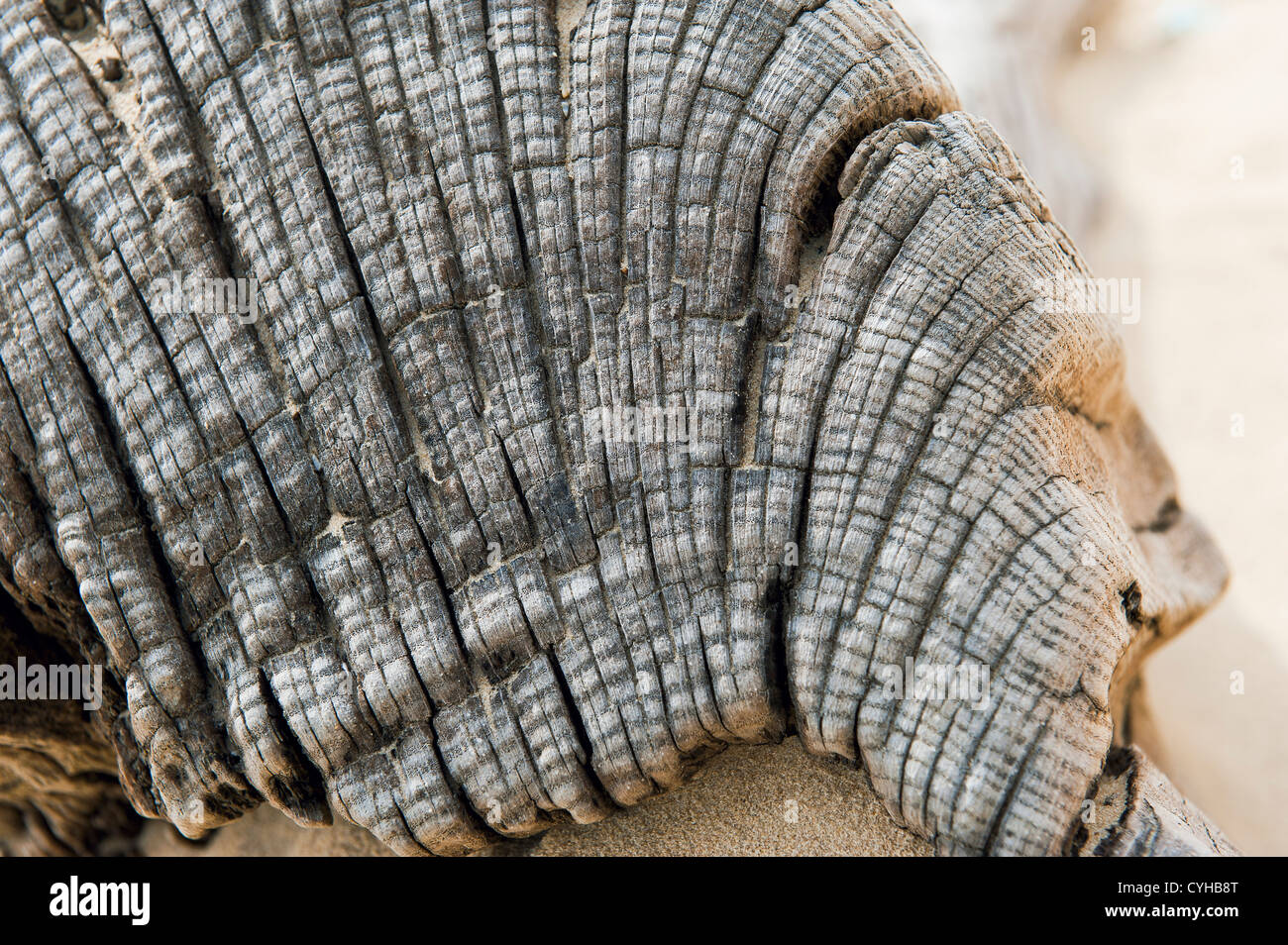 Driftwood scolpito dal mare Foto Stock