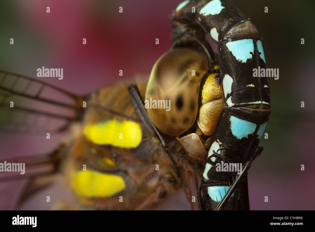 Libellula Foto Stock