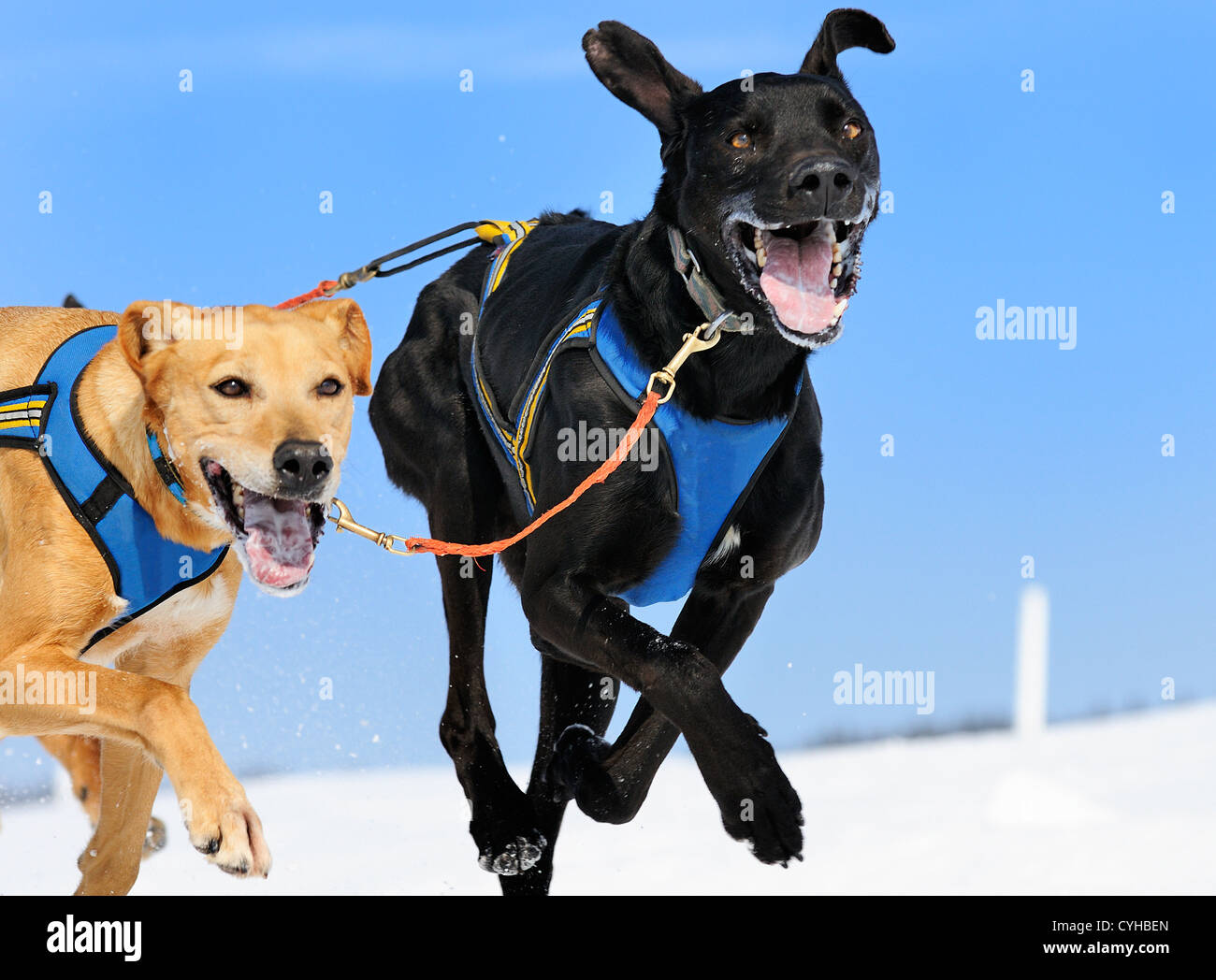 Sportivi team di cane è in esecuzione nella neve Foto Stock