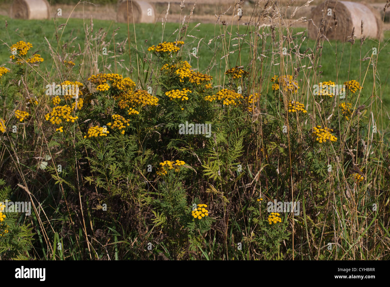 Tansy (Tanacetum vulgare). Strada, Norfolk. Settembre. Foto Stock