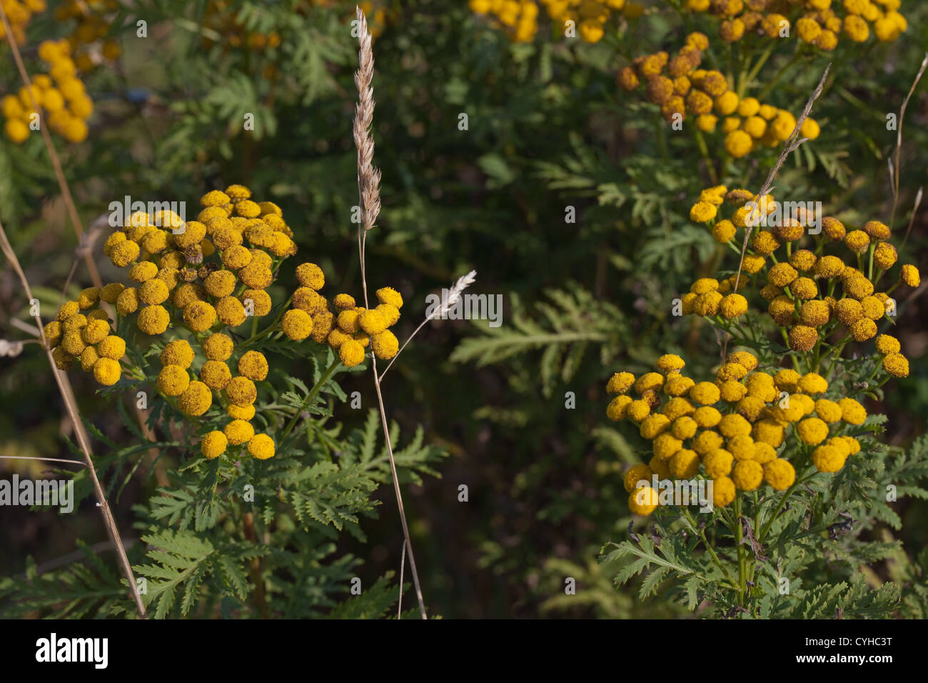 Tansy (Tanacetum vulgare). Strada, Norfolk. Settembre. Foto Stock