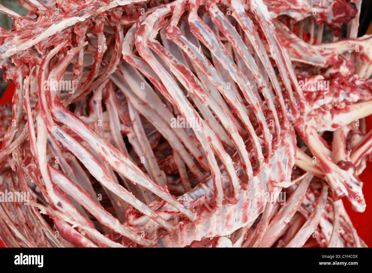 Close-up di uno scheletro di animale Foto Stock