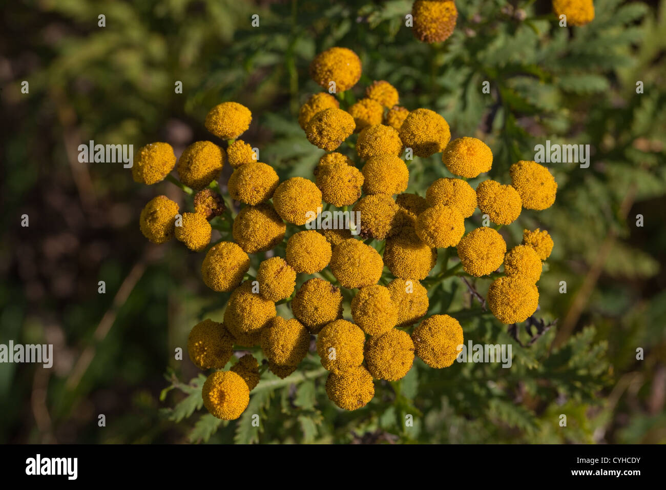 Tansy (Tanacetum vulgare). Strada, Norfolk. Foto Stock