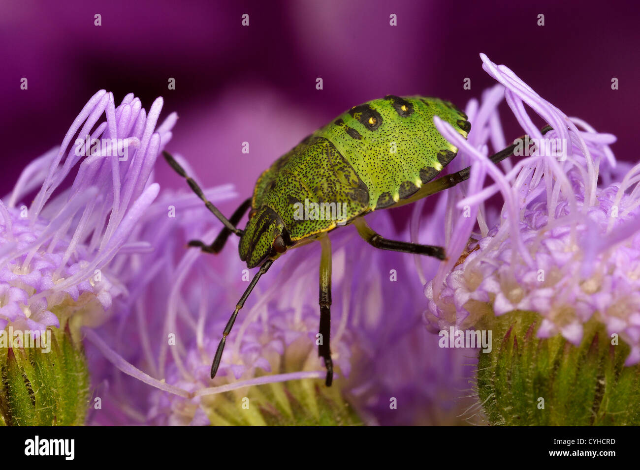 Un bug di protezione (Pentatomoidea) Foto Stock