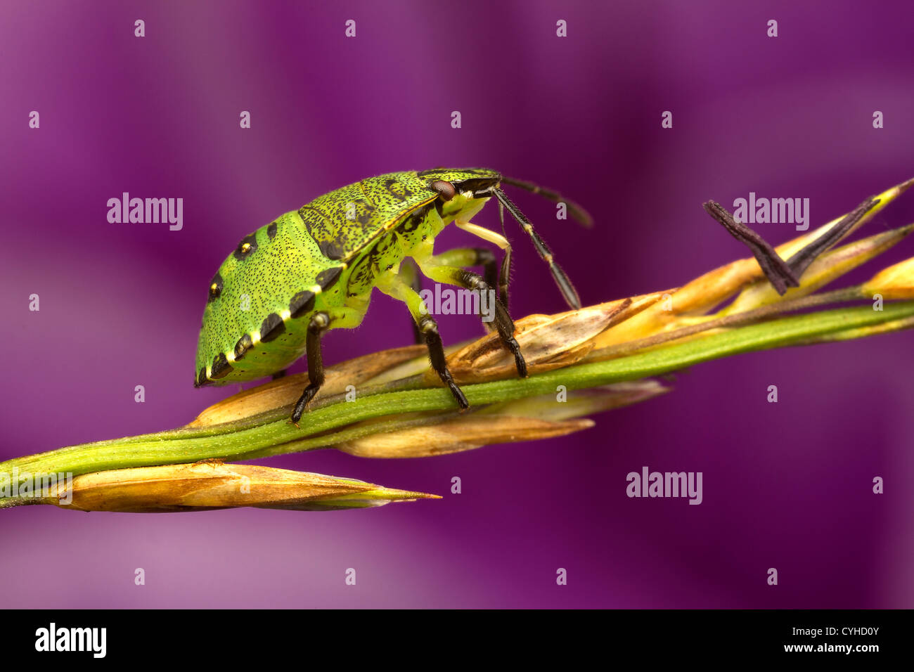 Un bug di protezione (Pentatomoidea) Foto Stock