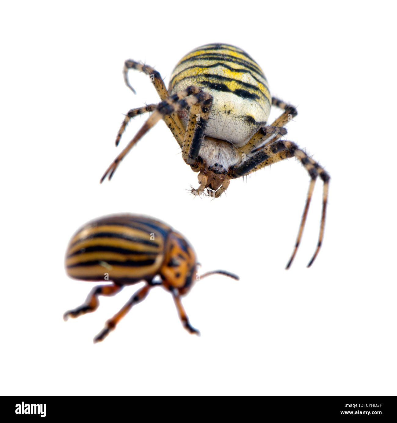 Il Colorado potato beetle Leptinotarsa decemlineata preda e wasp spider Argiope bruennichi predatore isolato su sfondo bianco Foto Stock