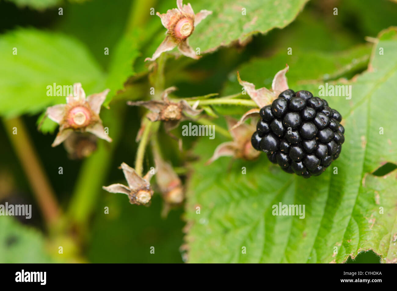 Macro di blackberry sano e naturale dieta ecologic nutrizione dewberry Black Berry closeup. Foto Stock