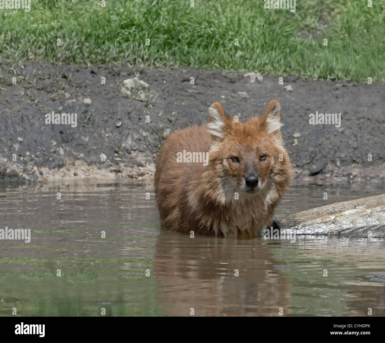 DHOLE O indiano cane selvatico, Cuon alpinus, sorge in una piscina di acqua. Foto Stock