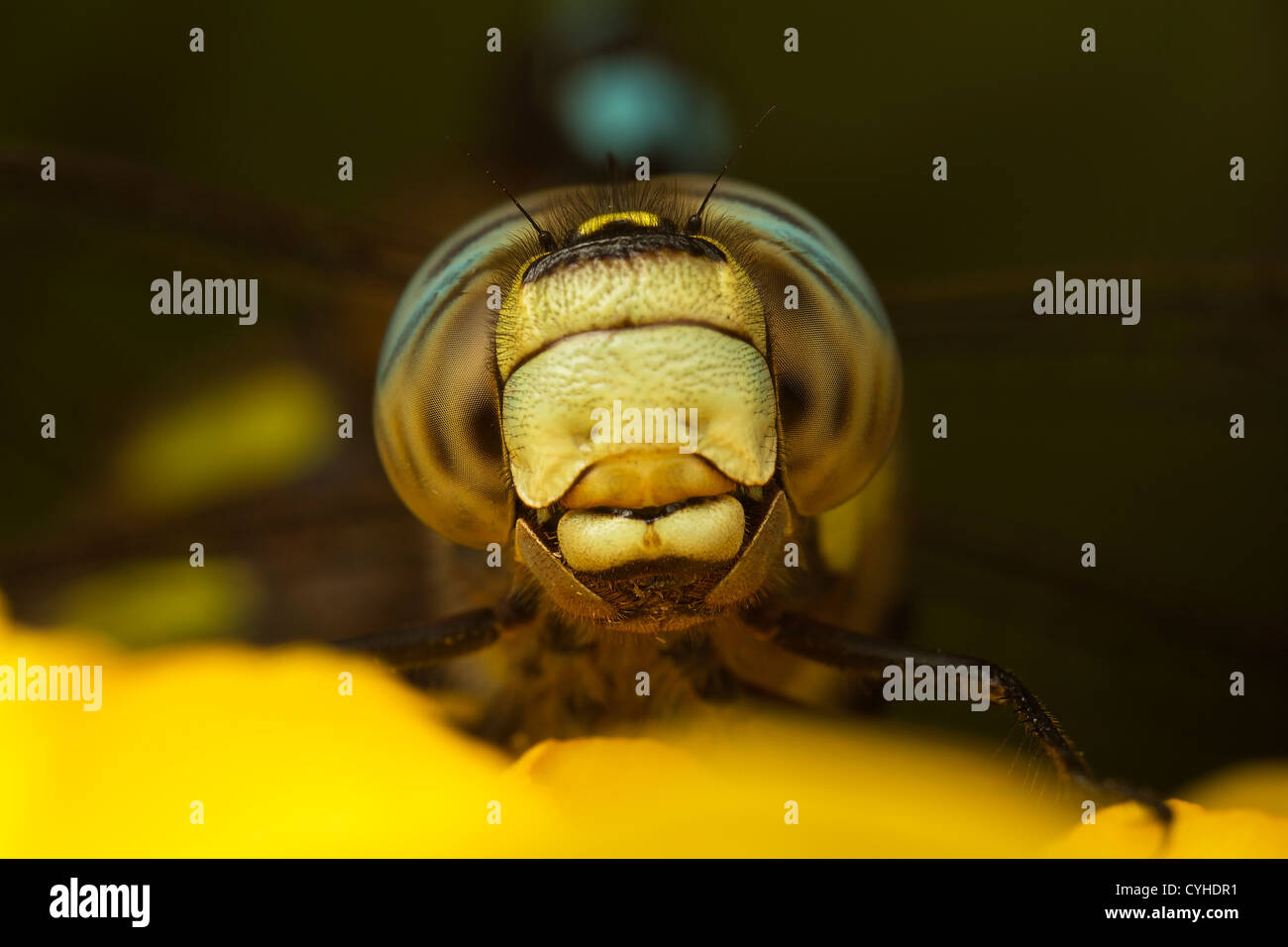 Libellula Foto Stock