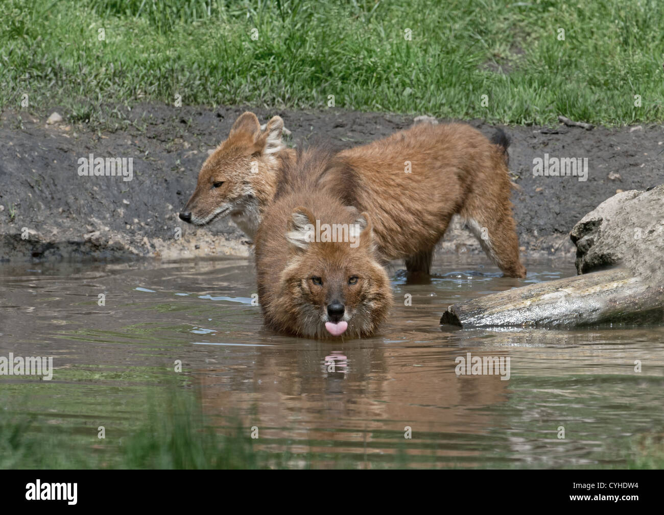 Coppia di DHOLES indiani o cani selvatici Cuon alpinus bere da una piscina di acqua. Foto Stock