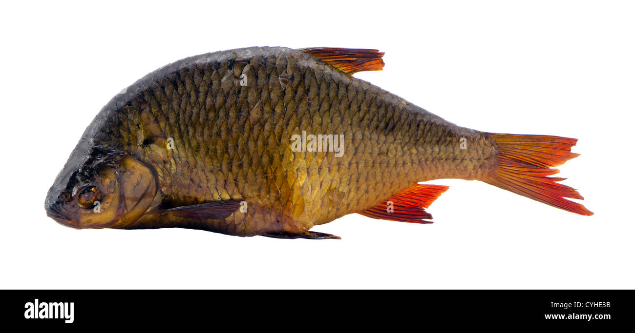 Fumato redeye rudd isolato su bianco. Il cibo è delizioso ecologic nutrizione naturale Foto Stock